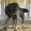 Скачать игру Ghost of Yotei [RUS|ENG] (2025) PC RePack Механики 0